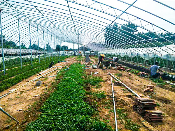 日光溫室大棚